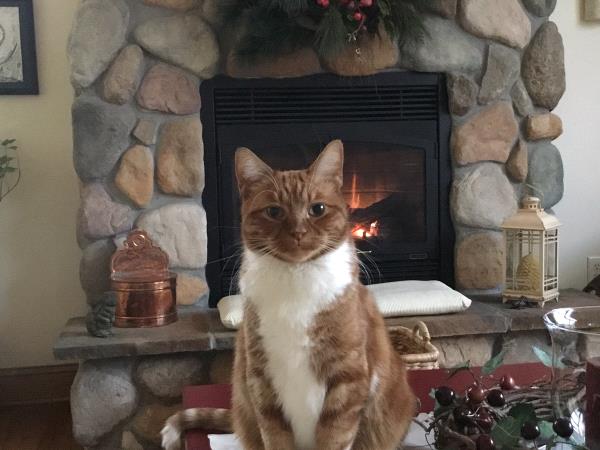 /Images/uploads/Minnesota Spay Neuter Assistance Program/MNSNAP/entries/9415thumb.jpg
